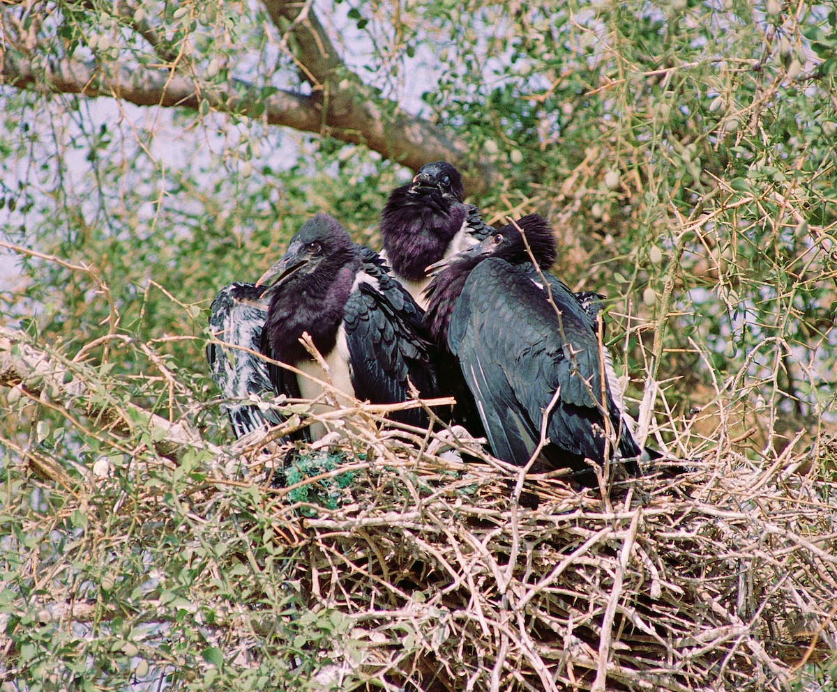 Abdim's Stork - ML633607482