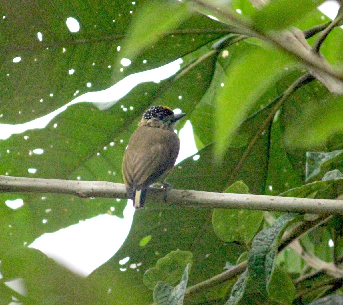 Carpinterito Oliváceo - ML633607530
