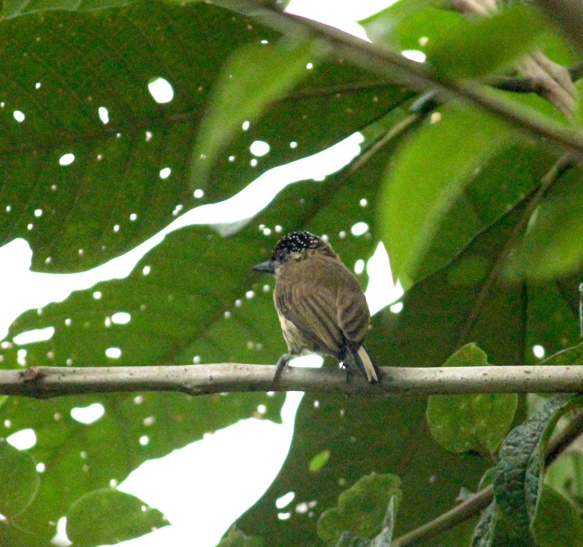 Carpinterito Oliváceo - ML633607532