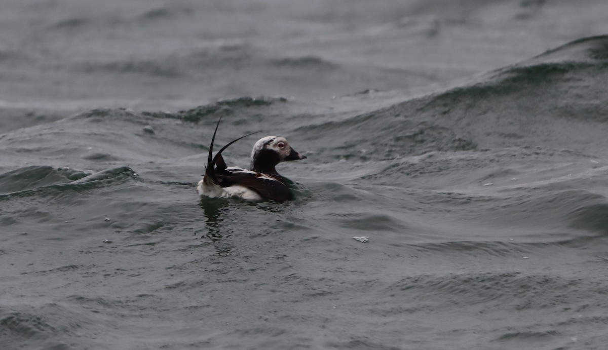Long-tailed Duck - ML633607620