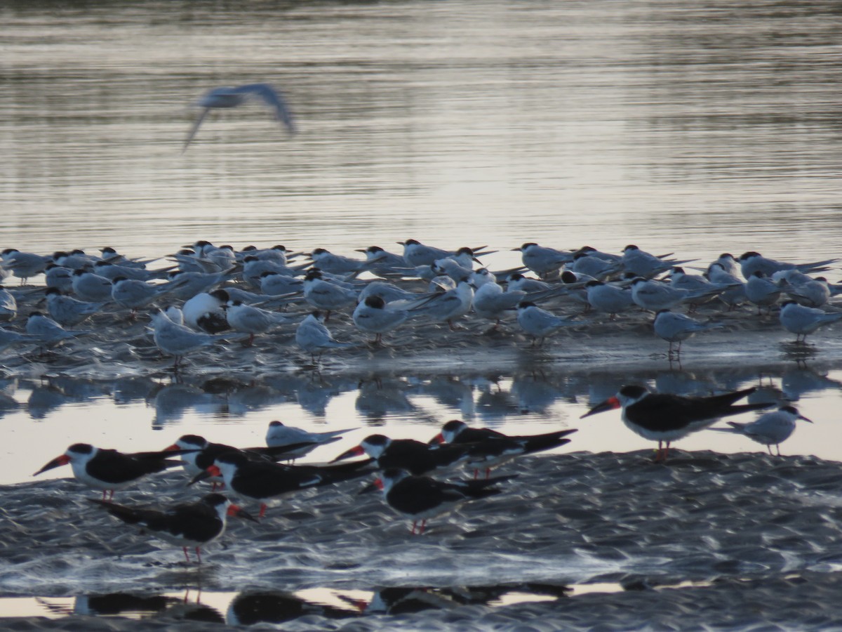 South American Tern - ML633607651