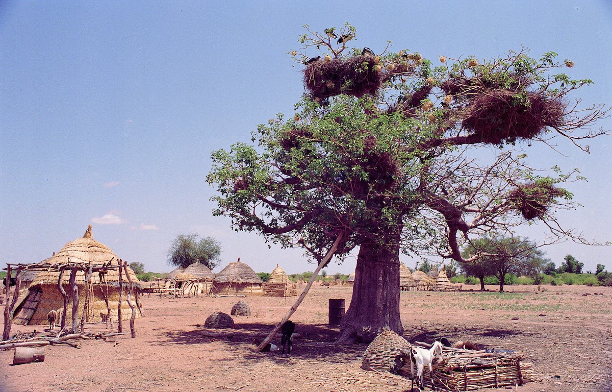 Abdim's Stork - ML633607662
