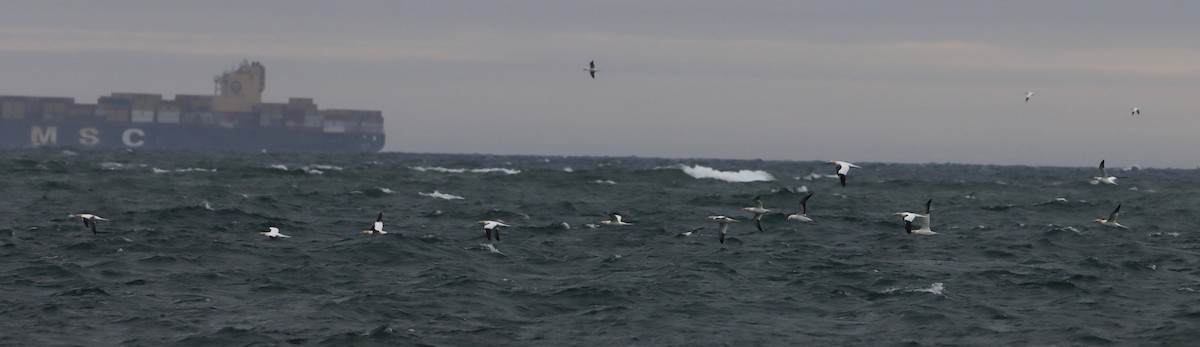 Northern Gannet - ML633607676