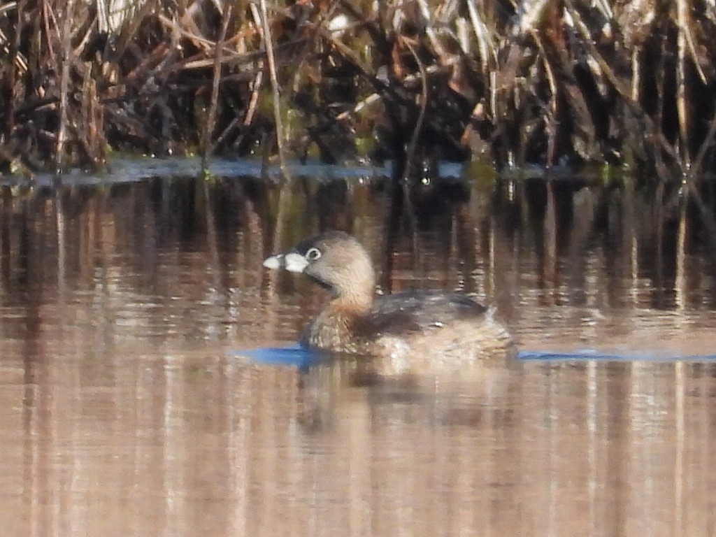 Pied-billed Grebe - ML633607677