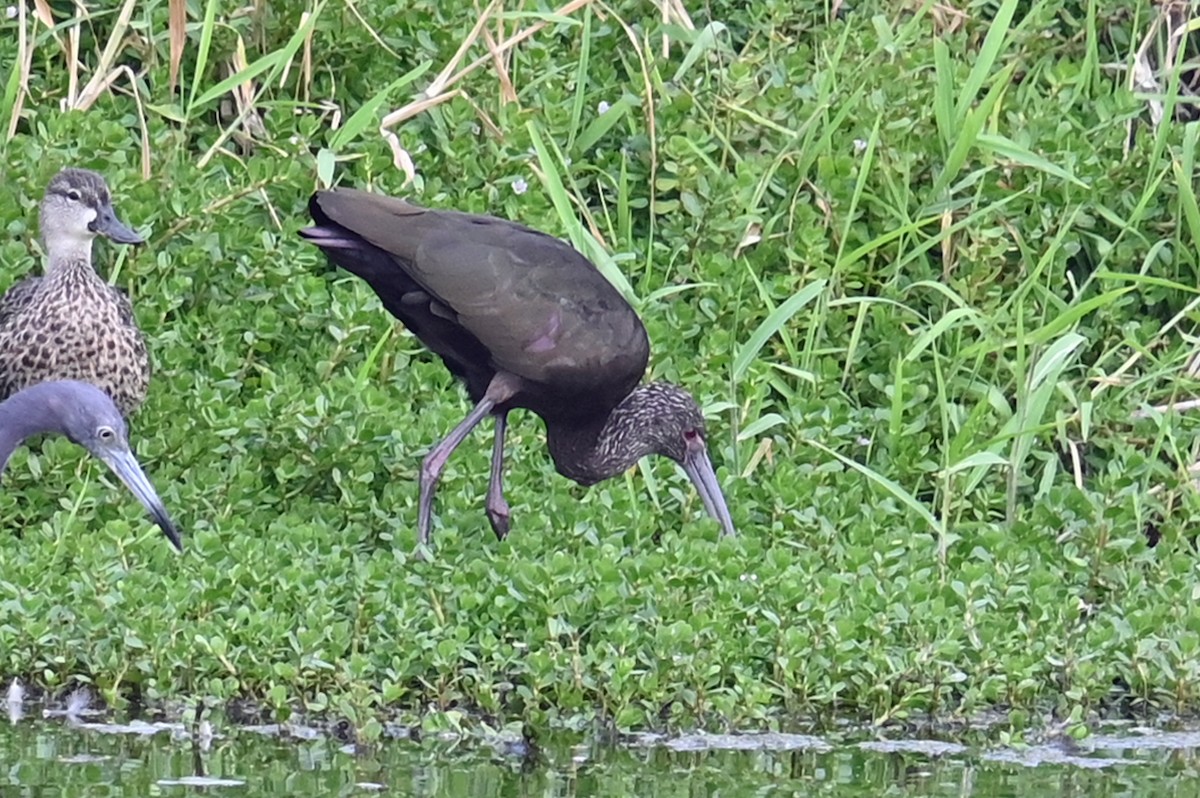 White-faced Ibis - ML633607784