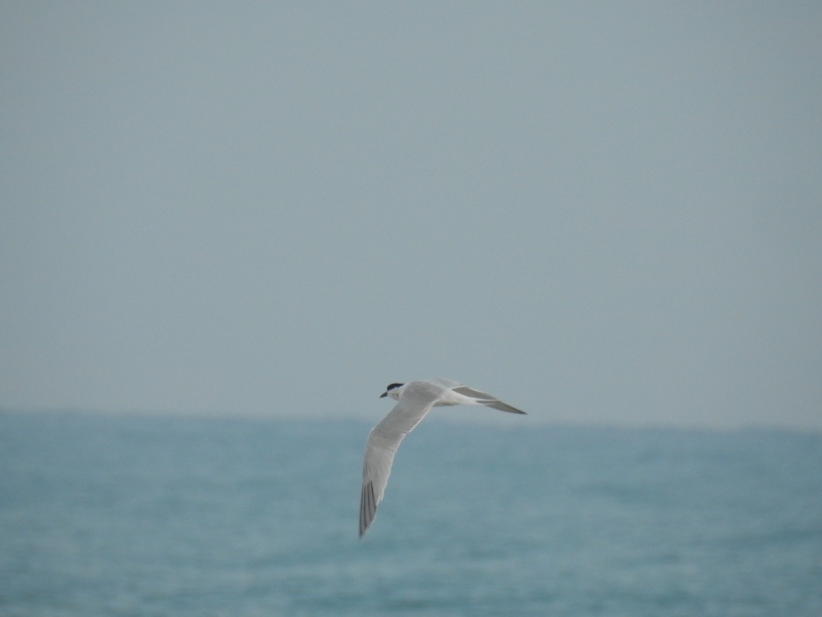 rybák severní - ML633608084