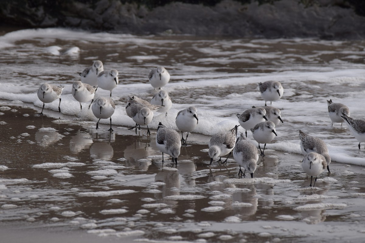Гурвалж элсэг - ML633608127