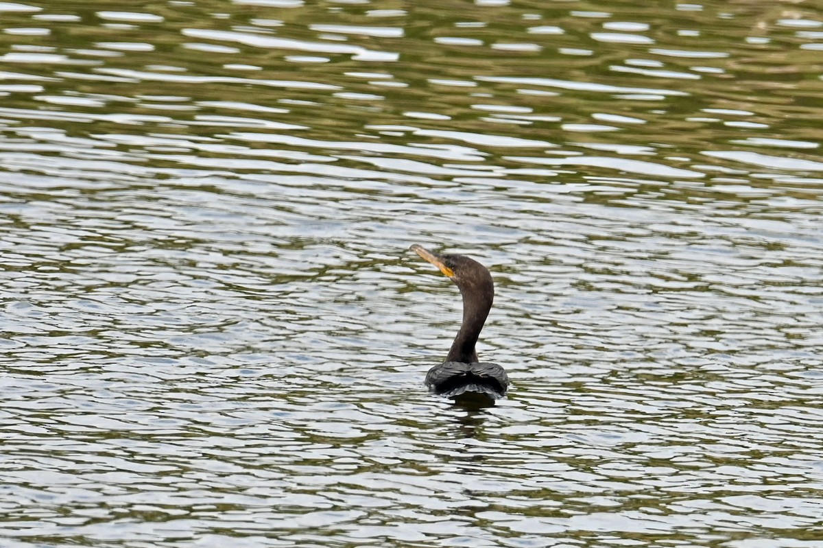 Neotropikal Karabatak - ML633608217