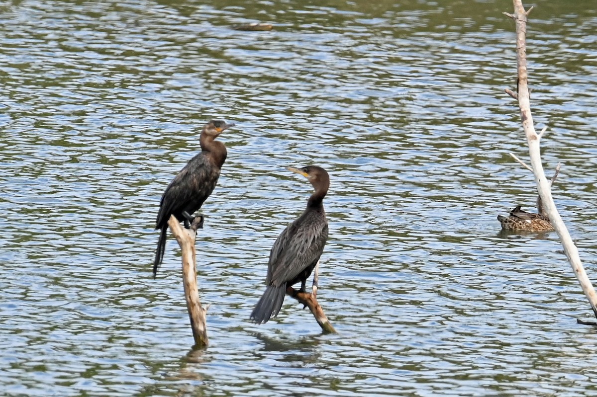 Neotropikal Karabatak - ML633608218
