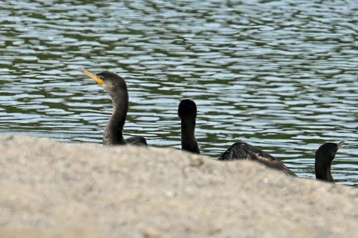 Neotropikal Karabatak - ML633608227