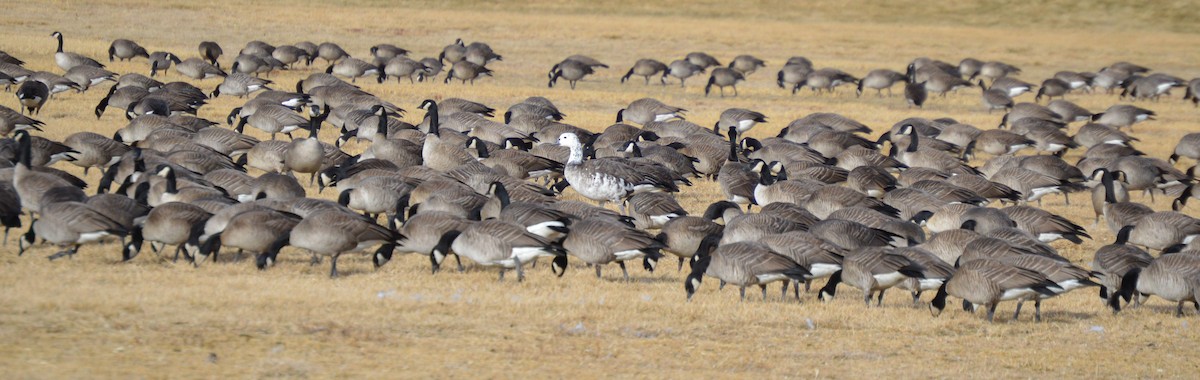 Snow x Canada Goose (hybrid) - ML633608333