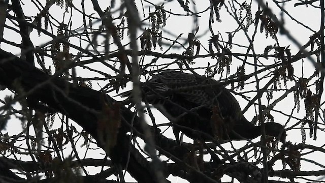Wild Turkey - ML633608469