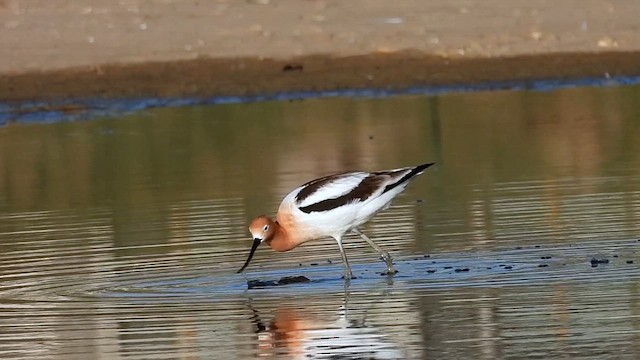 American Avocet - ML633608479