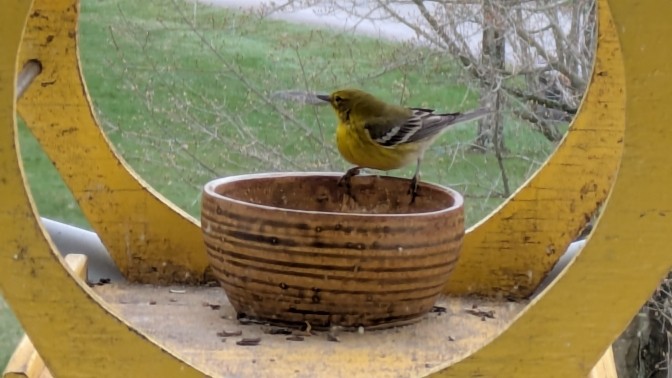 Pine Warbler - ML633608510