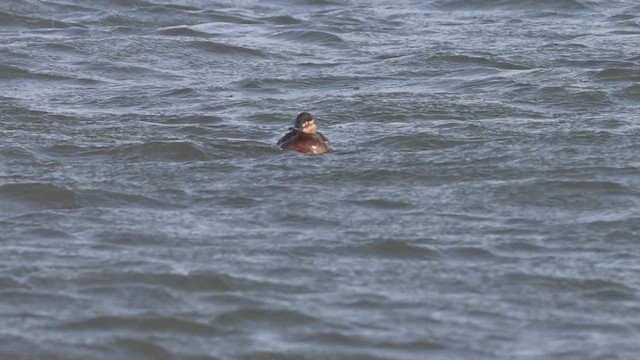 Ruddy Duck - ML633608574