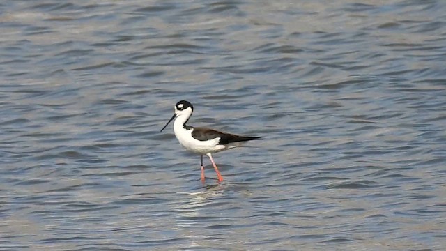 Black-necked Stilt - ML633608602