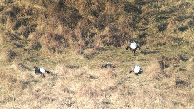 Black Grouse - ML633608632