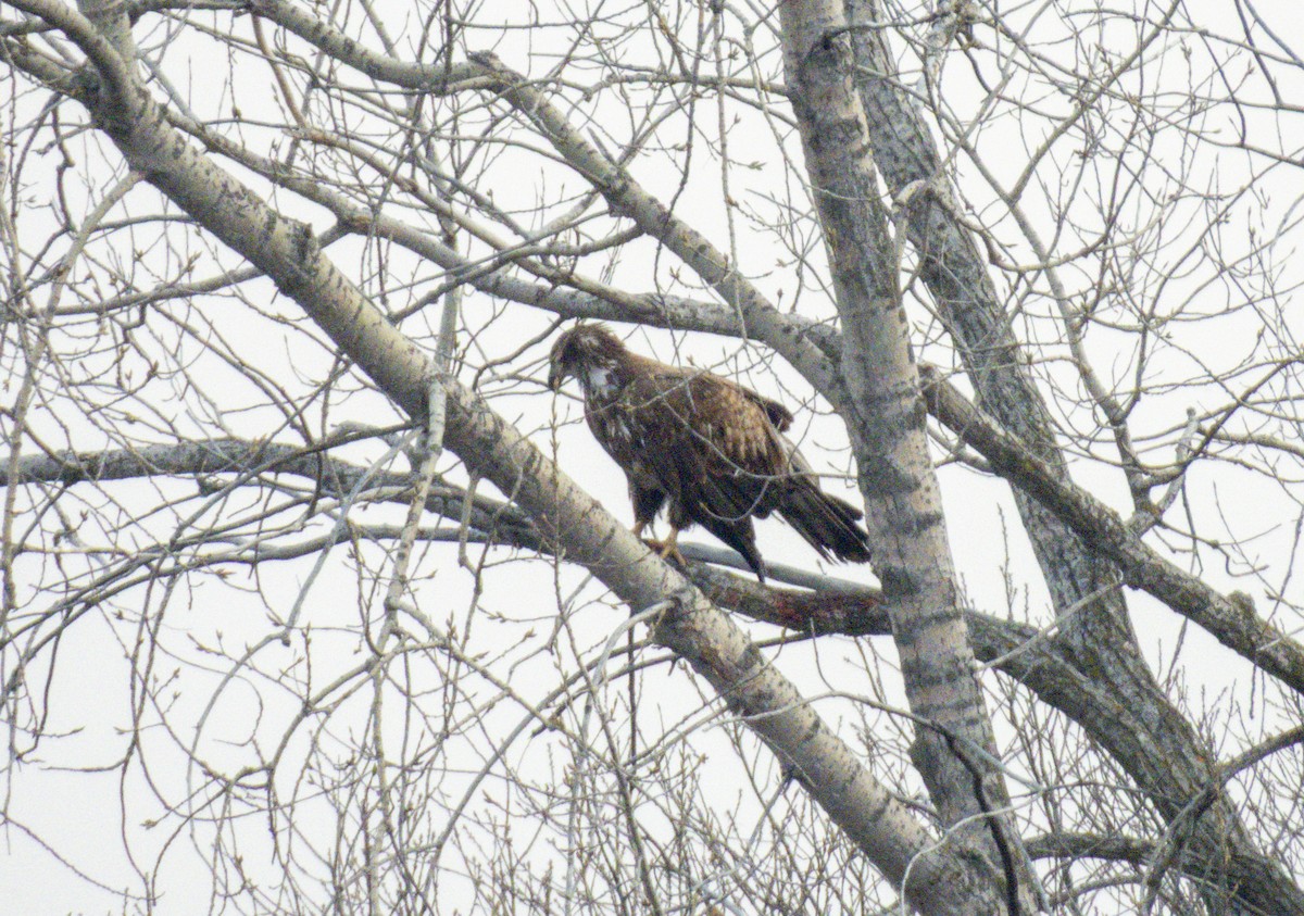 Bald Eagle - ML633608715