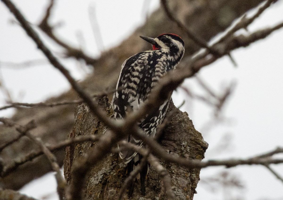 Yellow-bellied Sapsucker - ML633608800