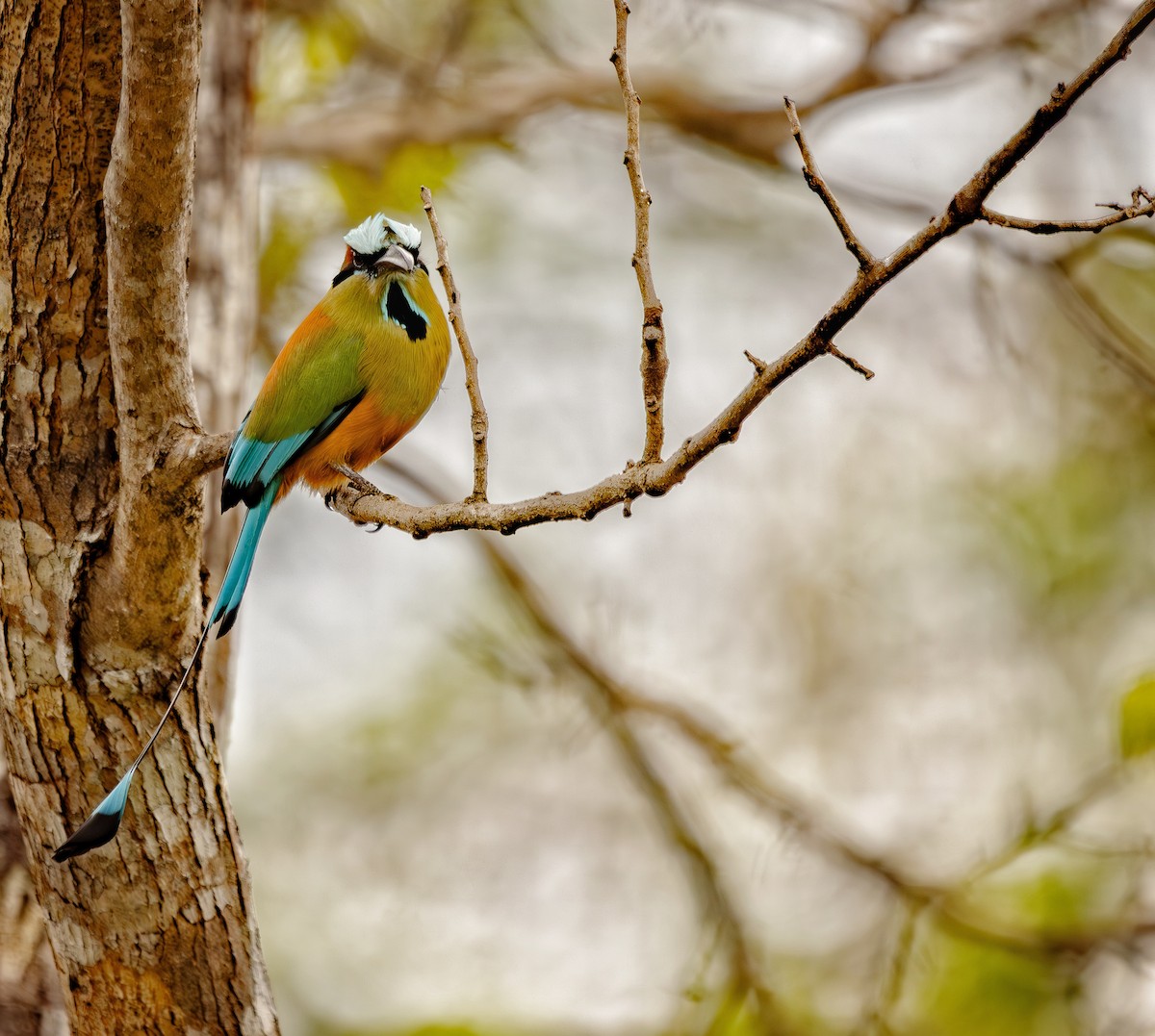 Turquoise-browed Motmot - ML633608804