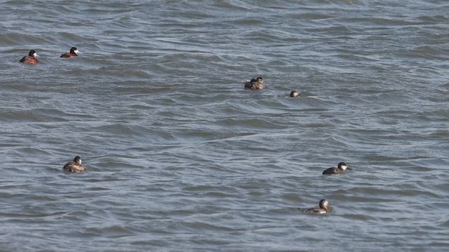 Ruddy Duck - ML633608827