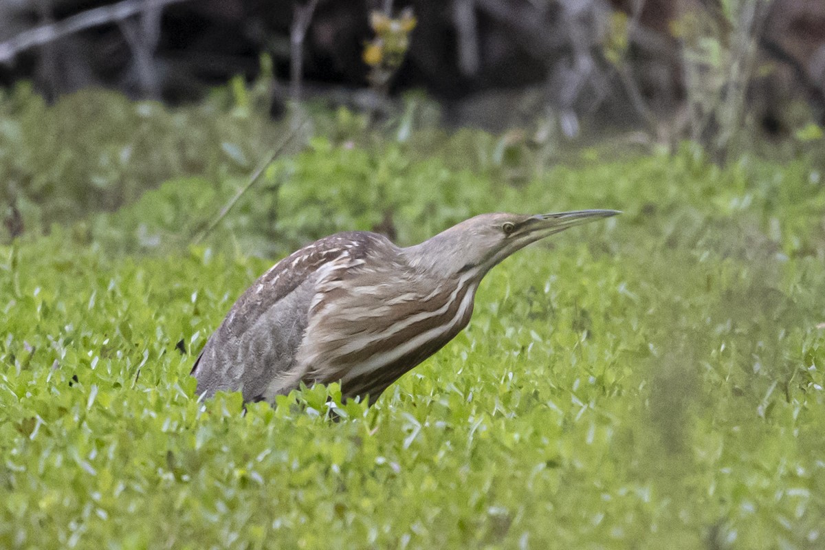 American Bittern - ML633608864