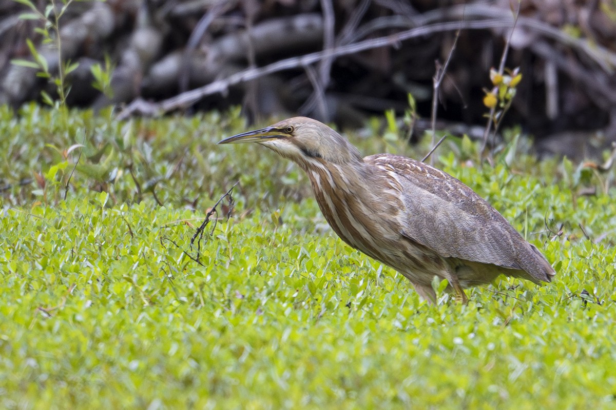 American Bittern - ML633608865