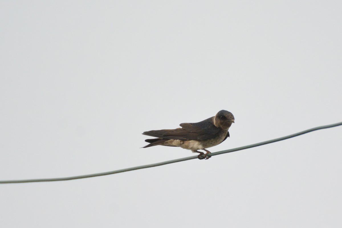 Northern Rough-winged Swallow - ML633608934