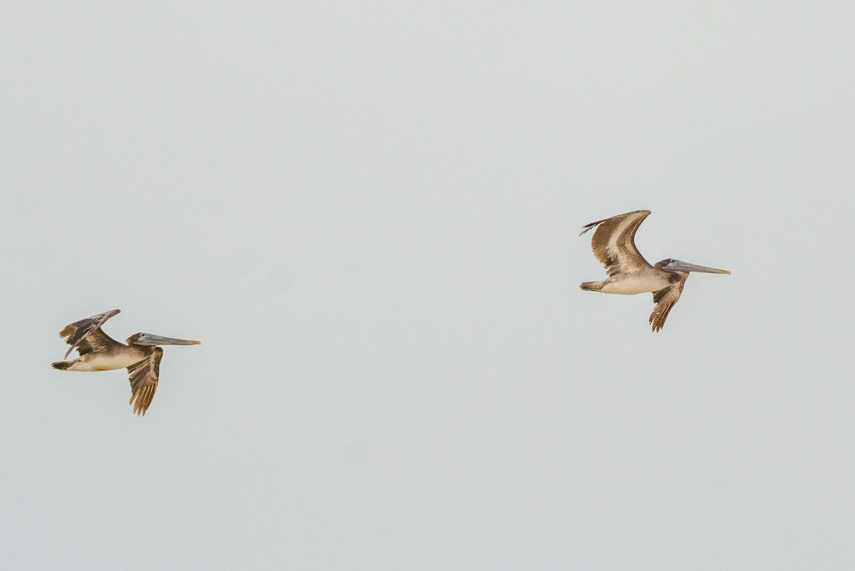 Brown Pelican - ML633608941