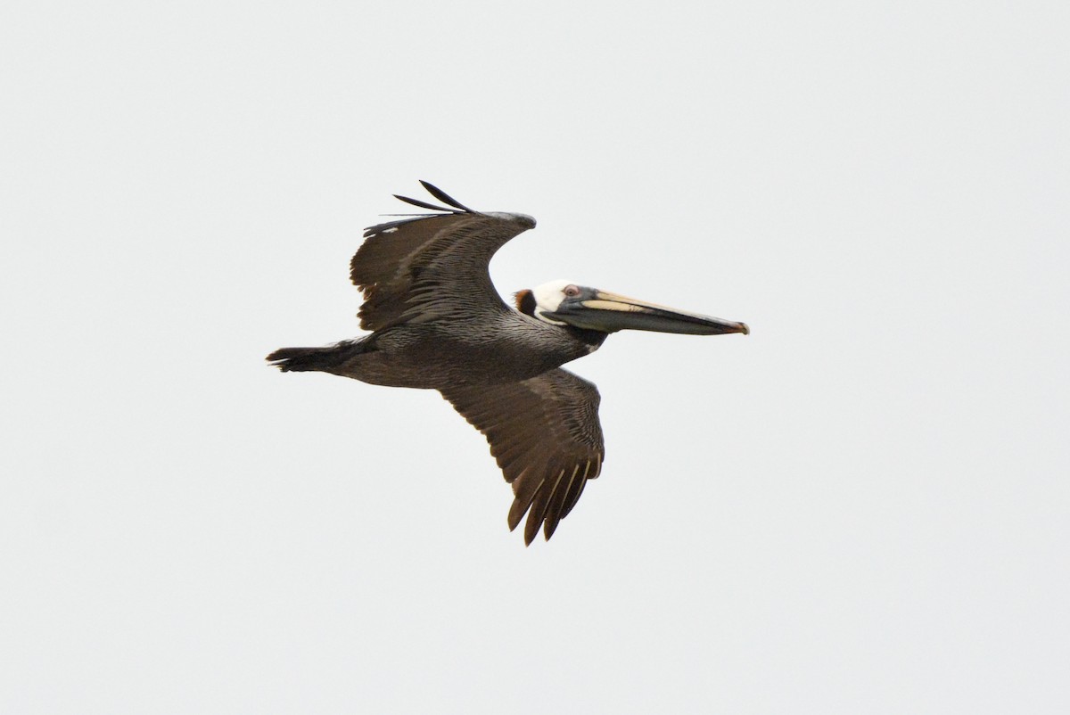 Brown Pelican - ML633608946