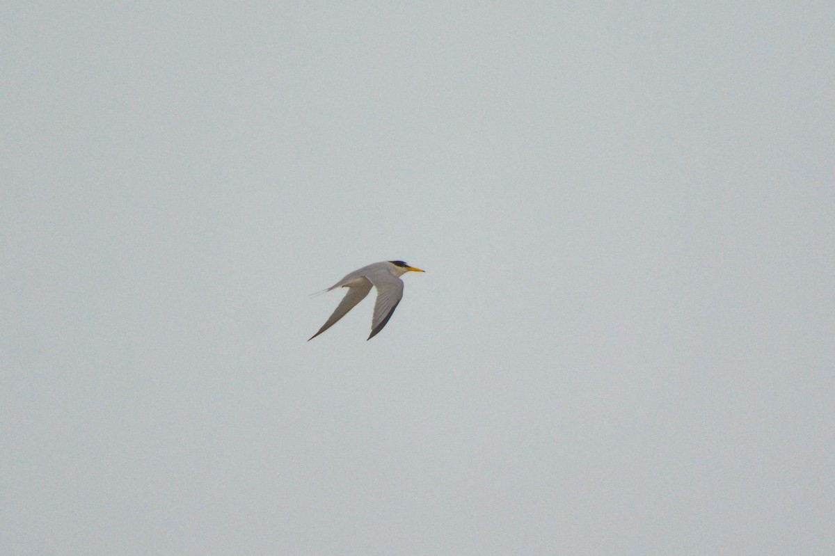 Least Tern - ML633609037
