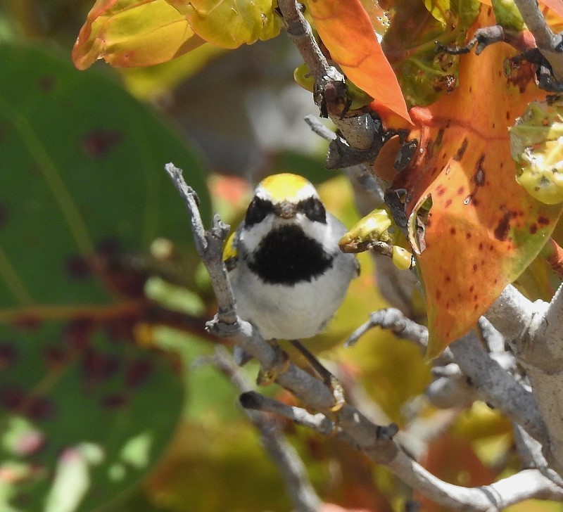 Golden-winged Warbler - ML633609077