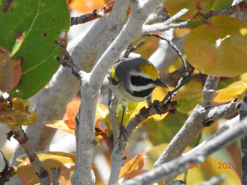 Golden-winged Warbler - ML633609087