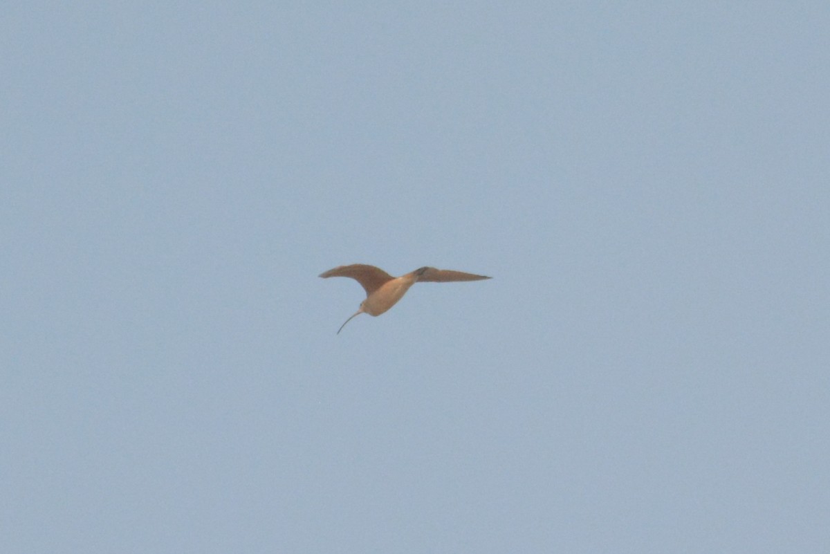 Long-billed Curlew - ML633609091