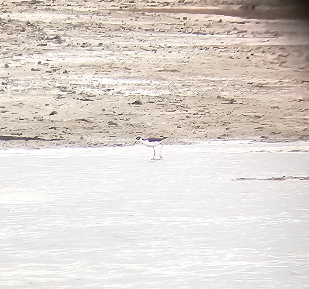 Black-necked Stilt - ML633609092
