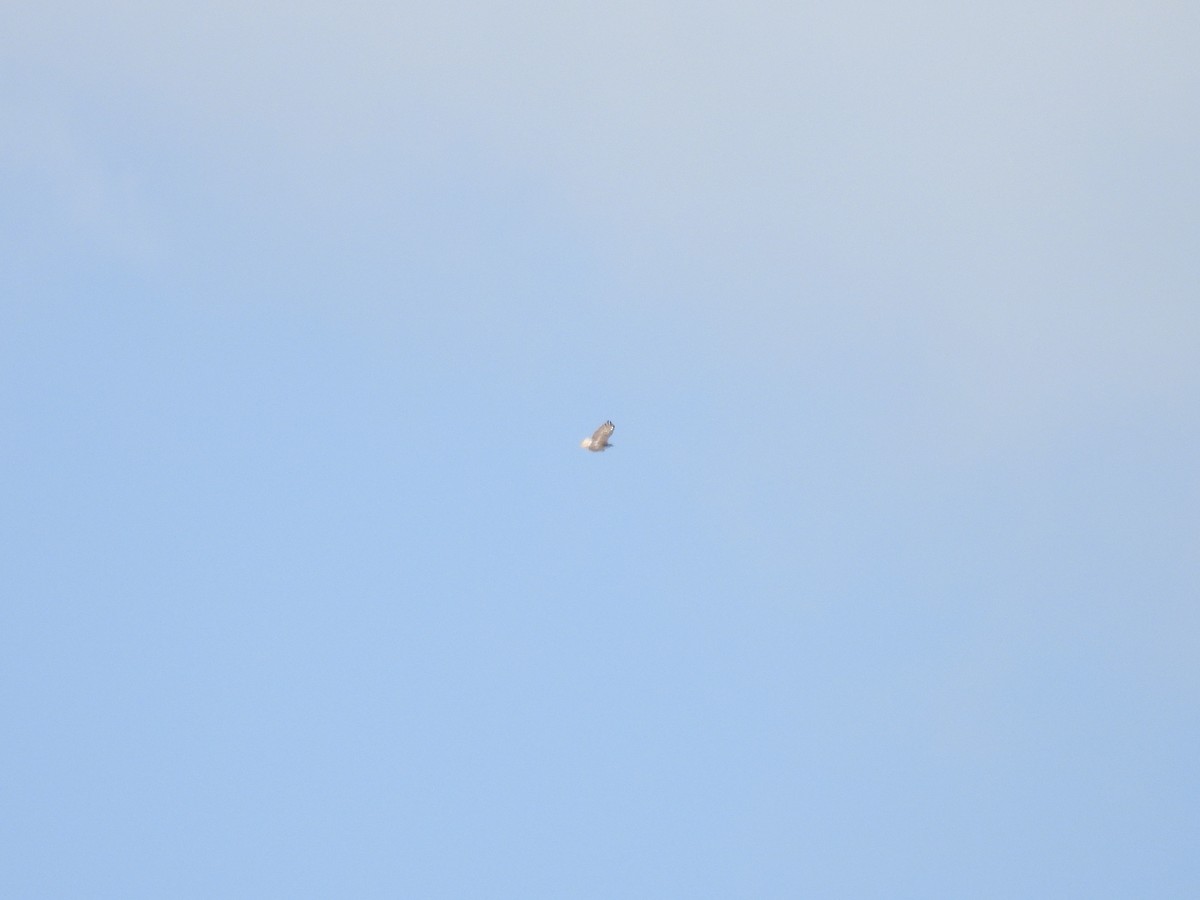 Red-tailed Hawk (jamaicensis) - ML633609240