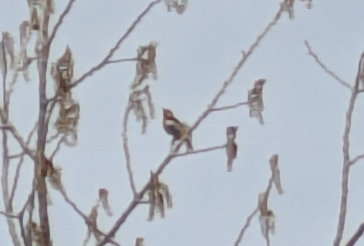 Bullock's Oriole - ML633609366