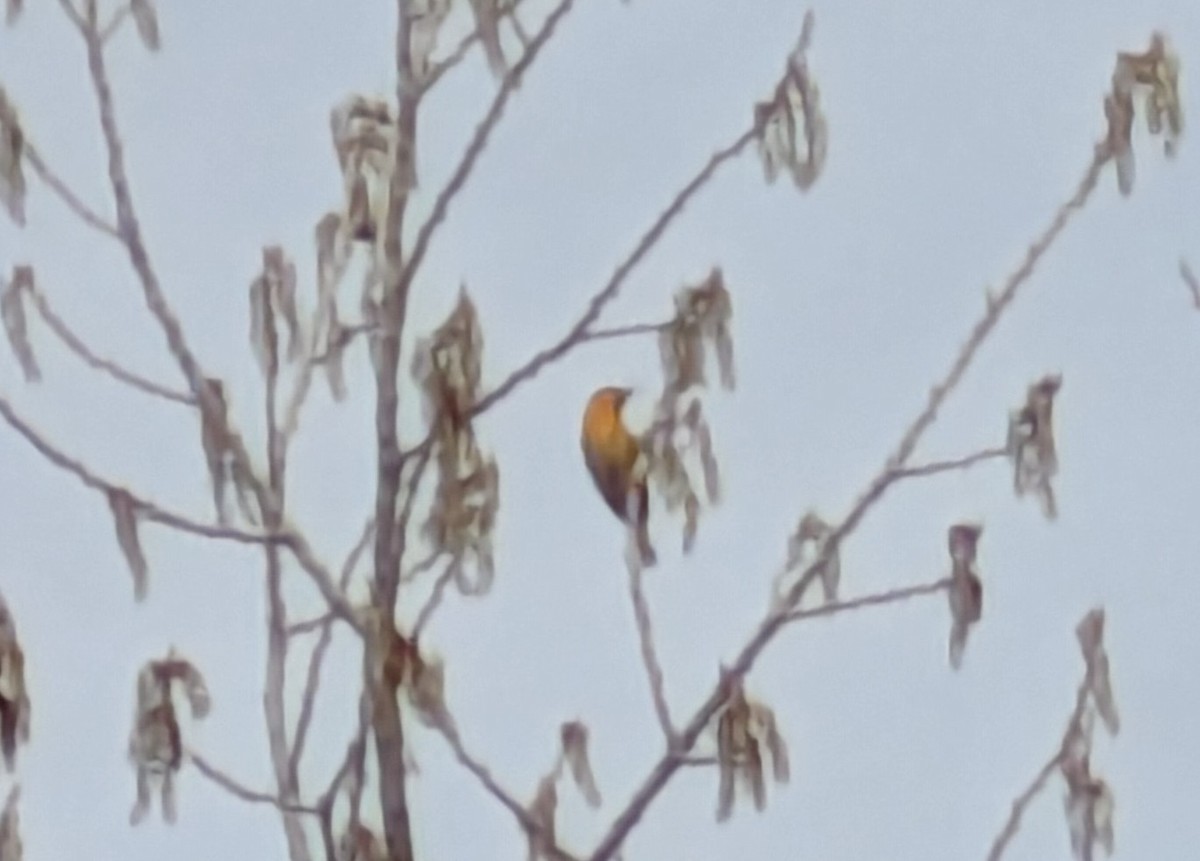 Bullock's Oriole - ML633609367