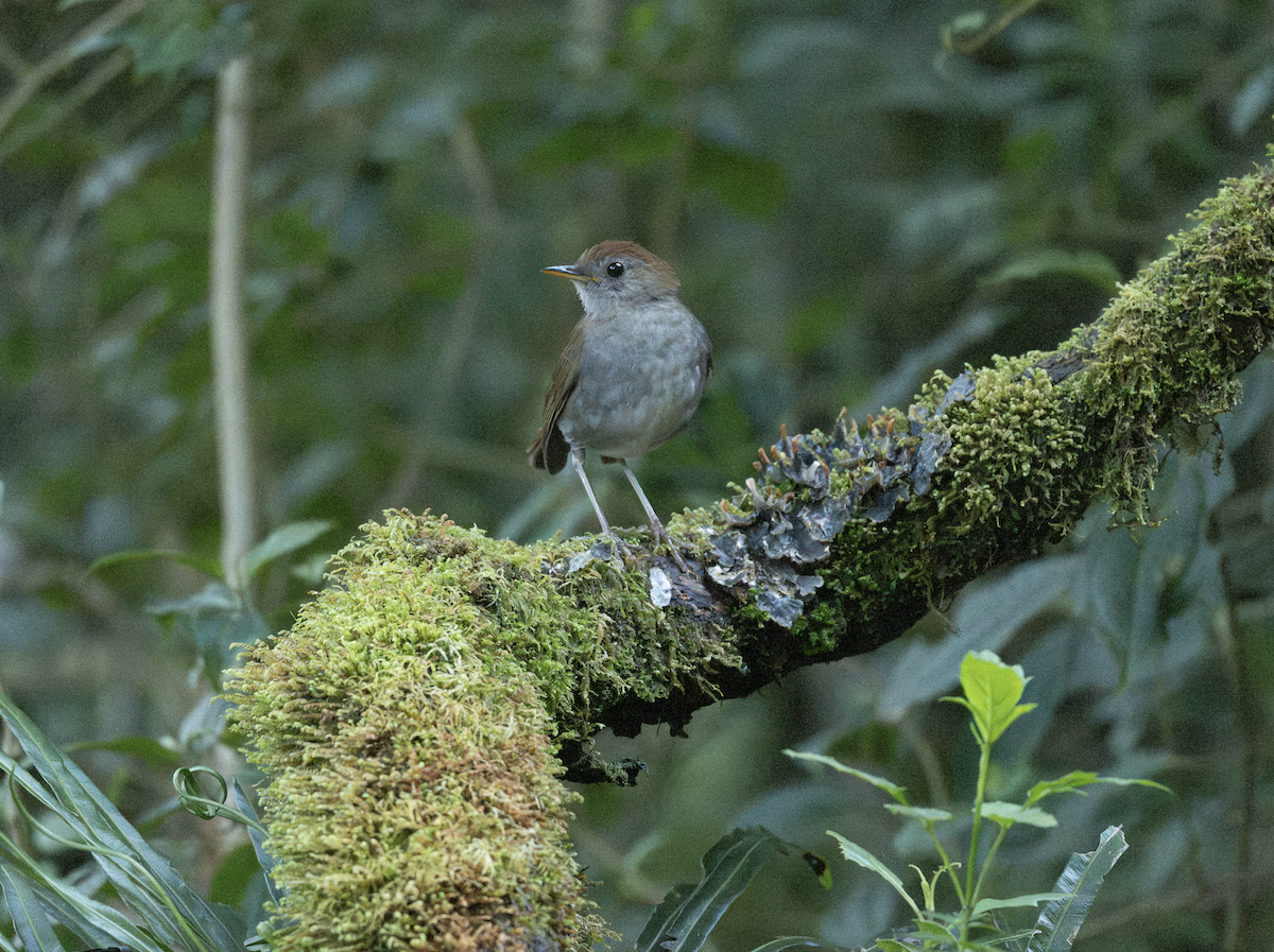 Ruddy-capped Nightingale-Thrush - ML633609425
