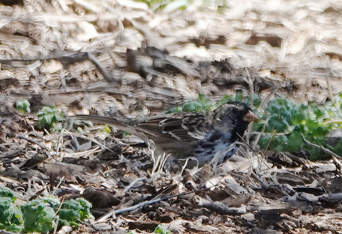 Harris's Sparrow - Cat McGraw