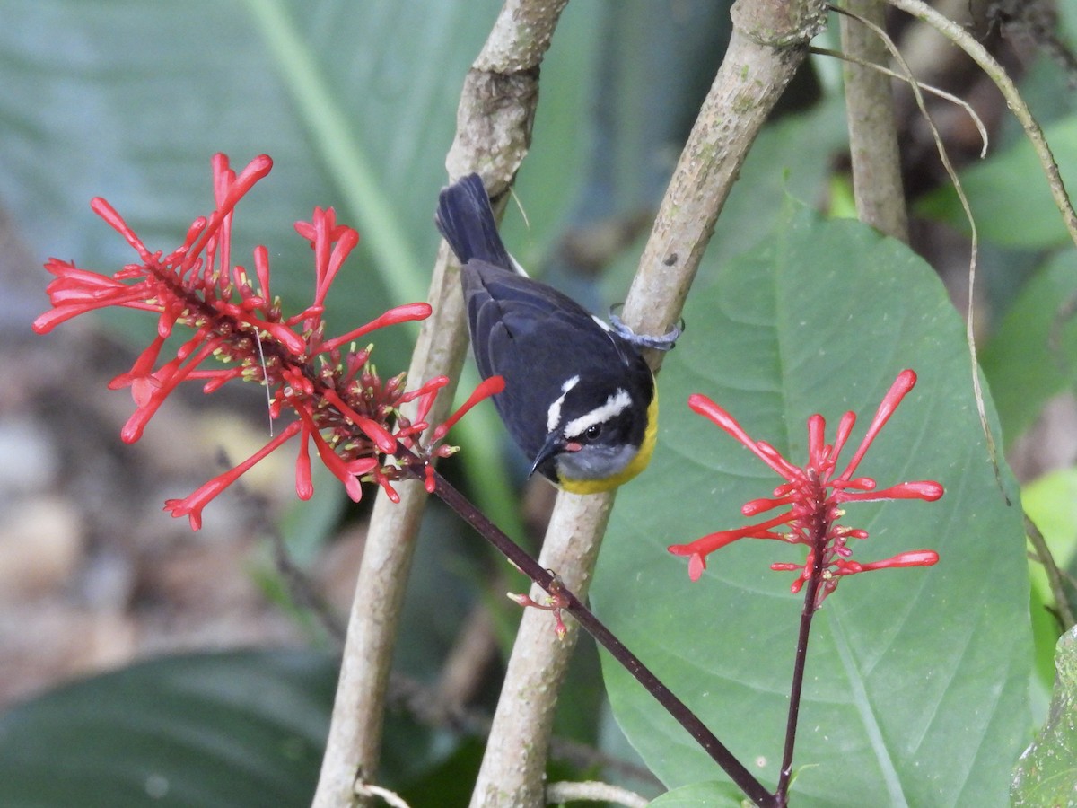 Bananaquit (Puerto Rico) - ML633609632