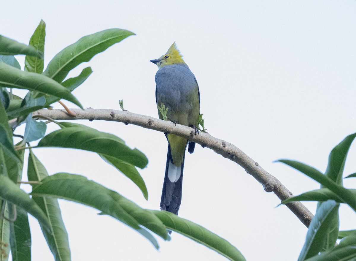 Long-tailed Silky-flycatcher - ML633609674