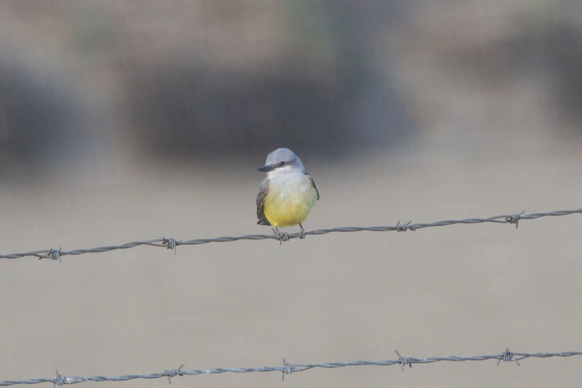 Western Kingbird - ML633609682