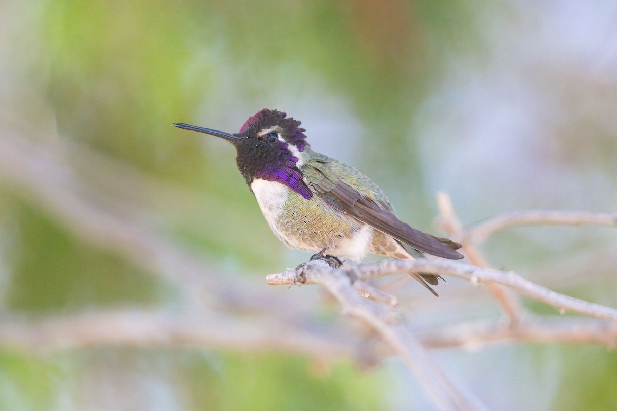 Costa's Hummingbird - ML633609693