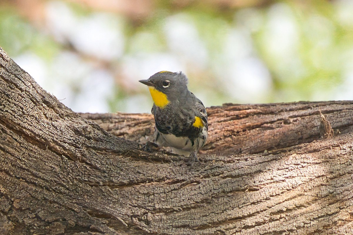 Yellow-rumped Warbler (Audubon's) - ML633609699