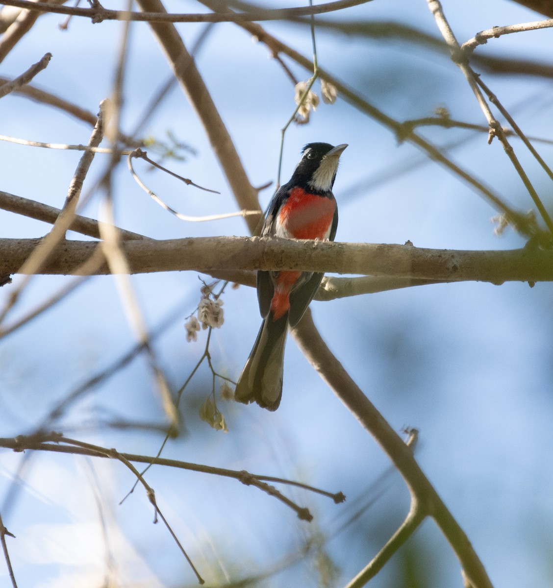 Red-breasted Chat - ML633609710