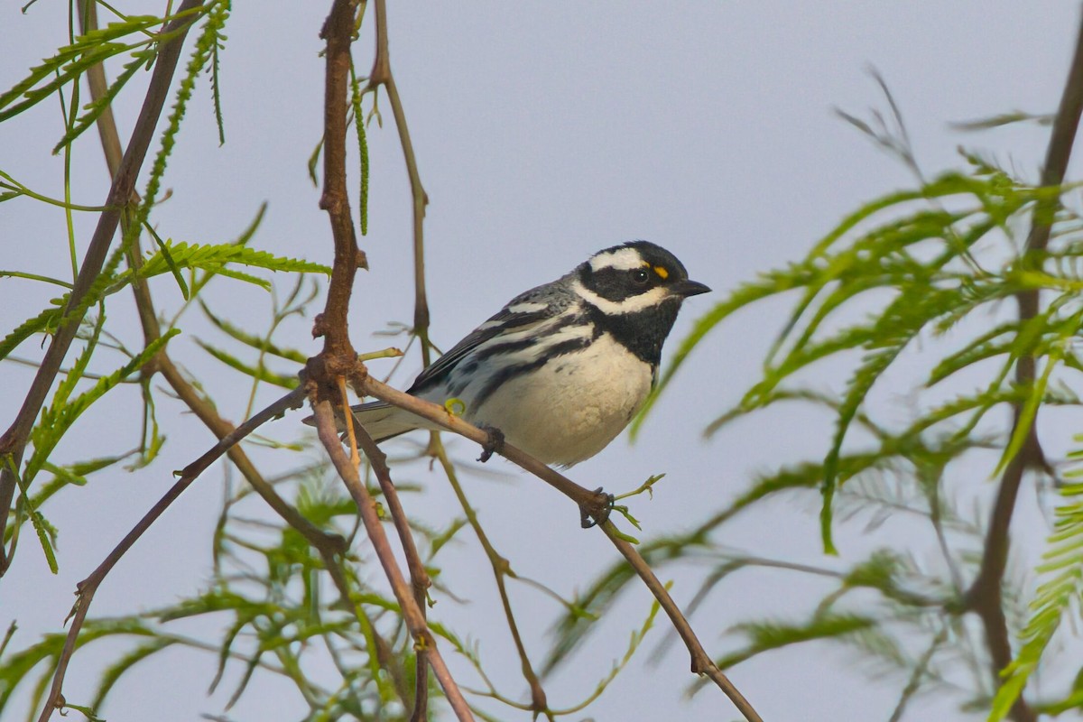 Black-throated Gray Warbler - ML633609711