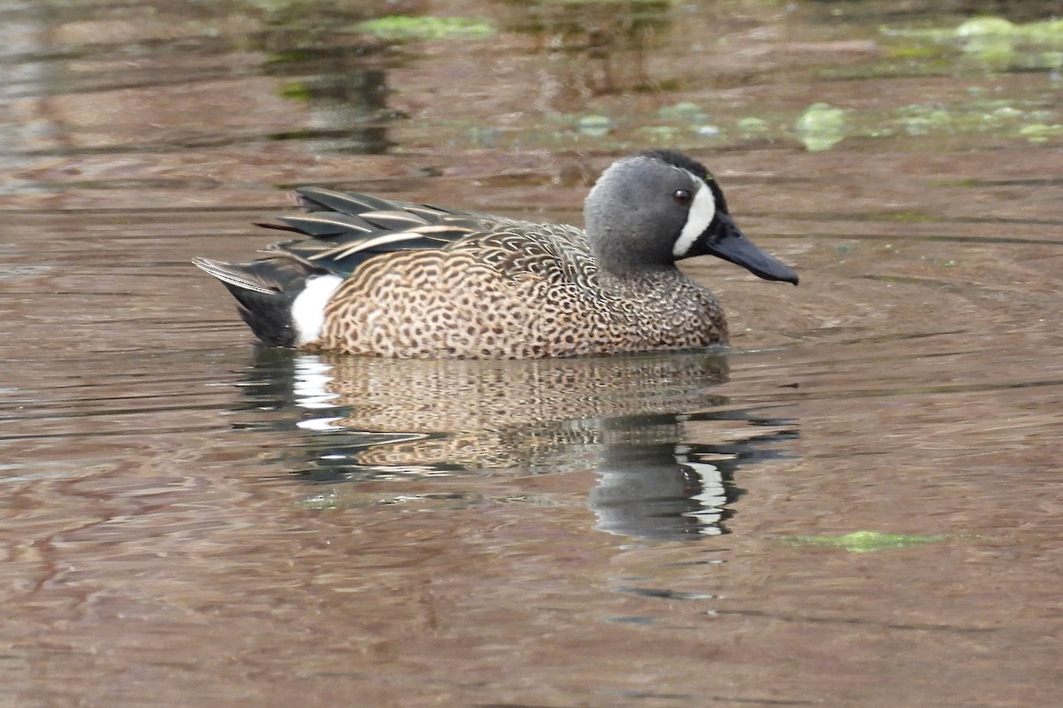 Blue-winged Teal - ML633609728