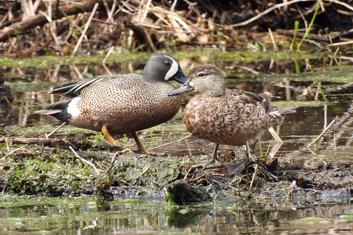 Blue-winged Teal - ML633609738