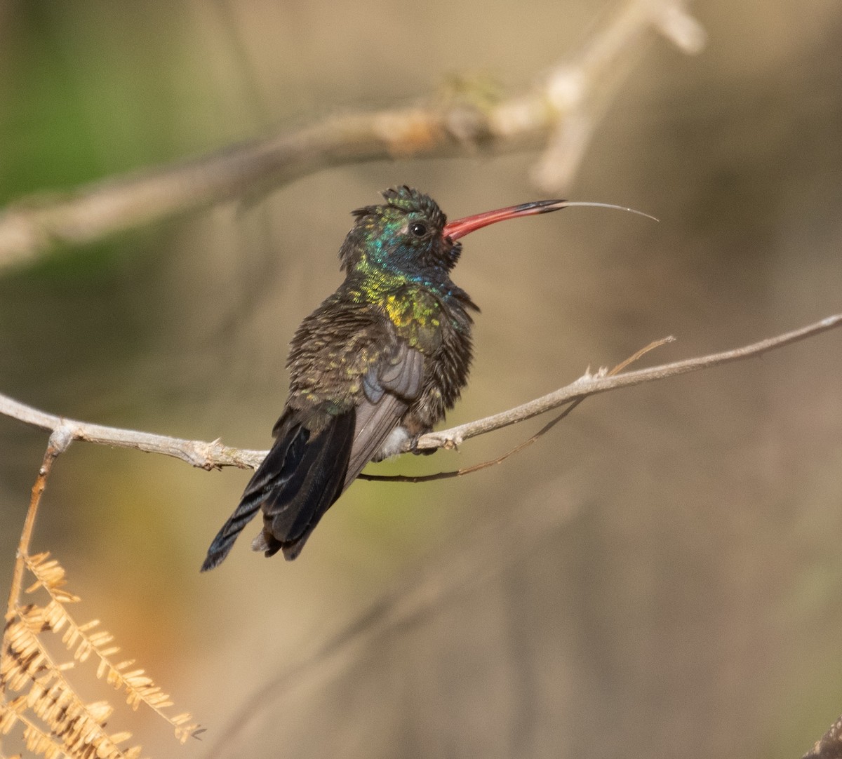Turquoise-crowned Hummingbird - ML633609798